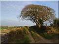 Beer Hill from Chillaton Cross