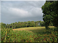 View towards Birchenhill Wood