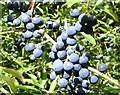 Sloes