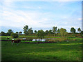 Small mere, near Hatherton