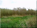 Willow Coppice on Paddock House Farm