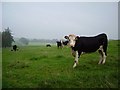 Cattle, Westerton Farm