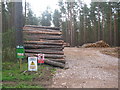 Felled timber at Blackstob Wood