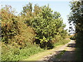 Bernwood Jubilee way at Ickford