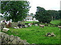 Cattle at Craigton