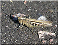 TQ1431 : Four-legged grasshopper by Andy Potter