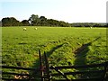 Pasture near Heel Farm