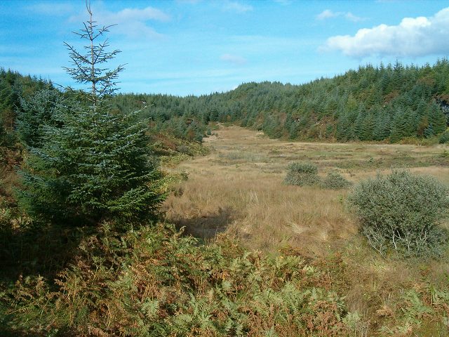 Forest lochan