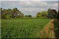 Clover field at Drinkstone Green