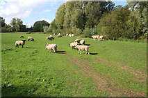 SK8707 : Hay Meadow, Egleton by Kate Jewell