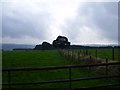 Tree plantation from Langley Lane near Witton Gilbert