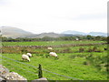 A Fine Herd of Sheep at Perthi