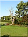 Dead tree near Housefield Lane