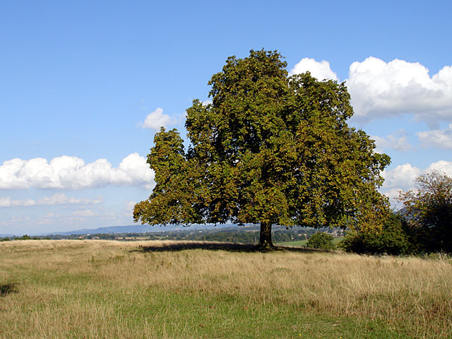 Horsechestnut Tree at Whitcliff Park © Linda Bailey cc-by-sa/2.0 ...