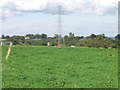 Dairy cows grazing at Pentre Madoc Farm