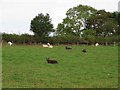 NY4575 : Several black sheep in this family! by Oliver Dixon