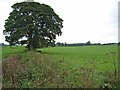NY5262 : Field near Brampton by Oliver Dixon