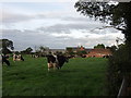 Cows and buildings at Red Hall Farm