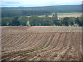 Potato fields.