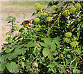 Red Admirals and ivy flowers