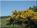 Gorse in bloom