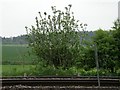 SU2440 : Apple tree beside Salisbury to Andover railway line by Chris Henley