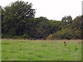 Clough woodland near Belleair