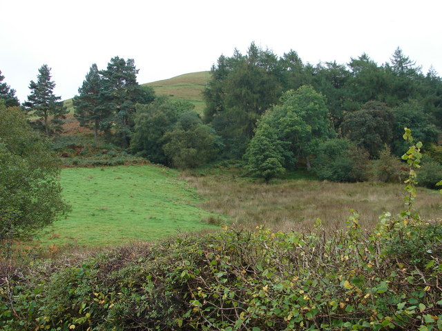 Mixed vegetation at Nantyrhendy © John Lucas :: Geograph Britain and ...