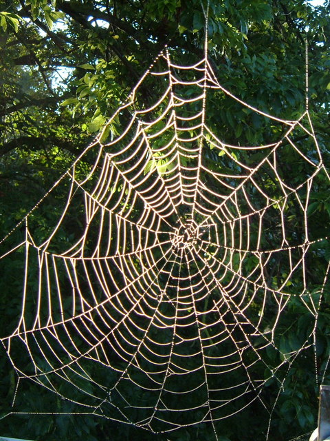 Spider's web © Derek Harper cc-by-sa/2.0 :: Geograph Britain and Ireland