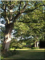 Plane trees at Millside, Exeter