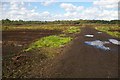 Lindow Moss