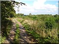 Coppicing in Hurst Wood