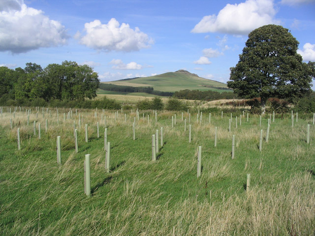 Young tree planting at Weensmoor © Walter Baxter cc-by-sa/2.0 ...