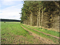 A woodland edge track at Ulston Moor