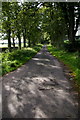 Avenue of Trees at Chambers Common