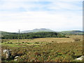 Looking across to the Forestry Plantation