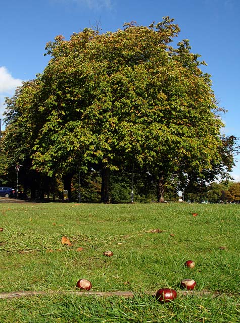 Conker Tree on Durdham Downs © Linda Bailey cc-by-sa/2.0 :: Geograph ...