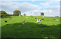 Cattle pasture near The Hollies