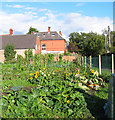 Sunflowers at Brookfield allotments