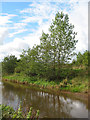 Willows by the River Weaver