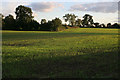 Farmland on the edge of Barlestone