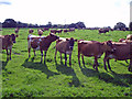 Backford - dairy herd on the North Cheshire Way