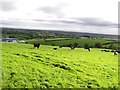 Shanmaghry Townland