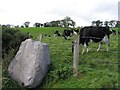 H7766 : Stone at Garvagh by Kenneth  Allen