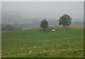 NS5688 : Sheep grazing, Kiltrochan by Richard Webb