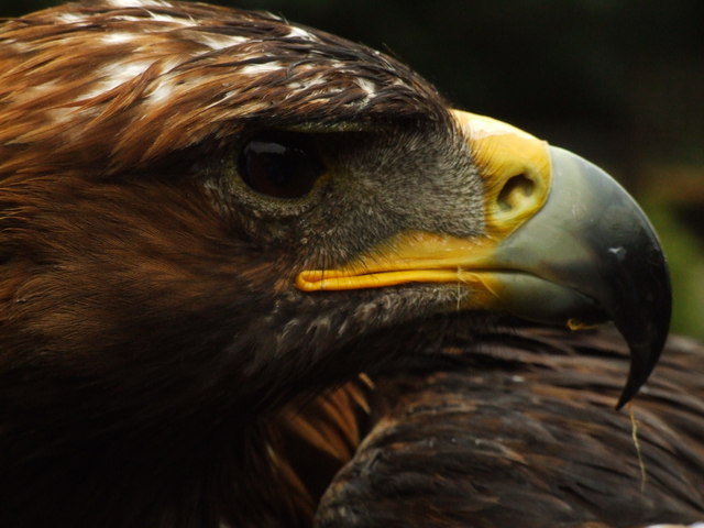 Golden eagle at the bird of prey centre in Hagley