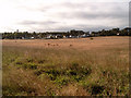 Farmland between Sandown Road and Wyvis Drive