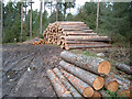 Timber stacks in the Moss-side Woods