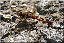 TQ2312 : Common sympetrum by Glyn Baker