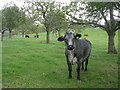 Orchard grazing